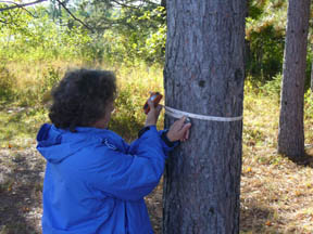 Person wrapping tape measure around a tree breast height