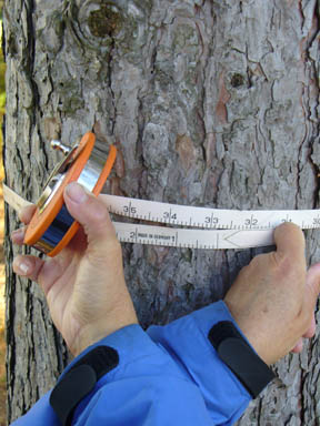 Close up of tape measure wrapped around tree trunk