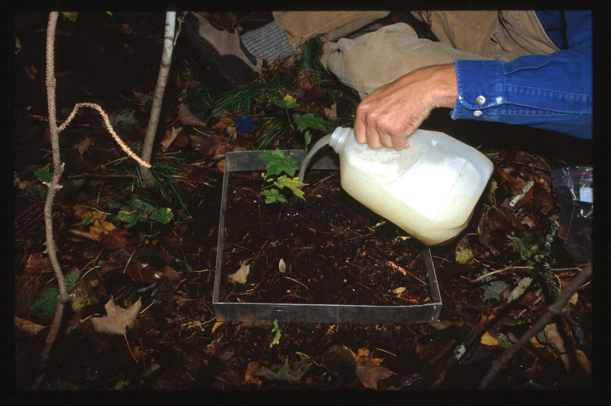 Person's hand pouring white liquid from jug into 1 foot metal frame on woodland soil