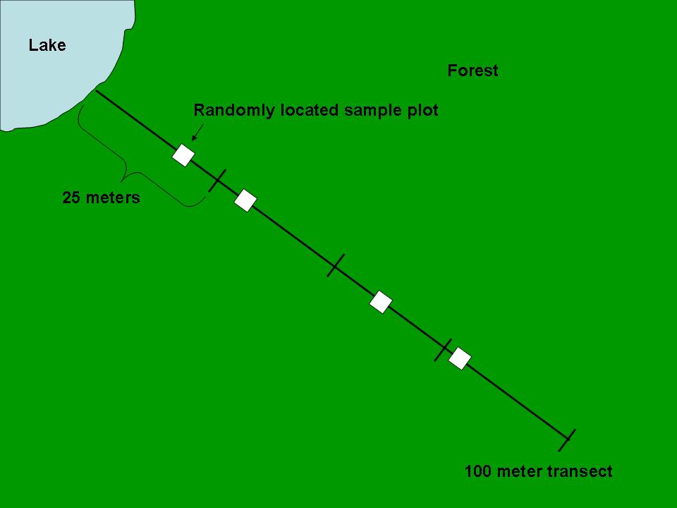 Graphic of a straight 100 meter transect with 4 randomly located sample locations along its lenght