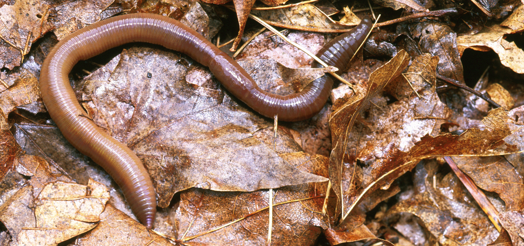 earthworm on top of brown fallen leaves