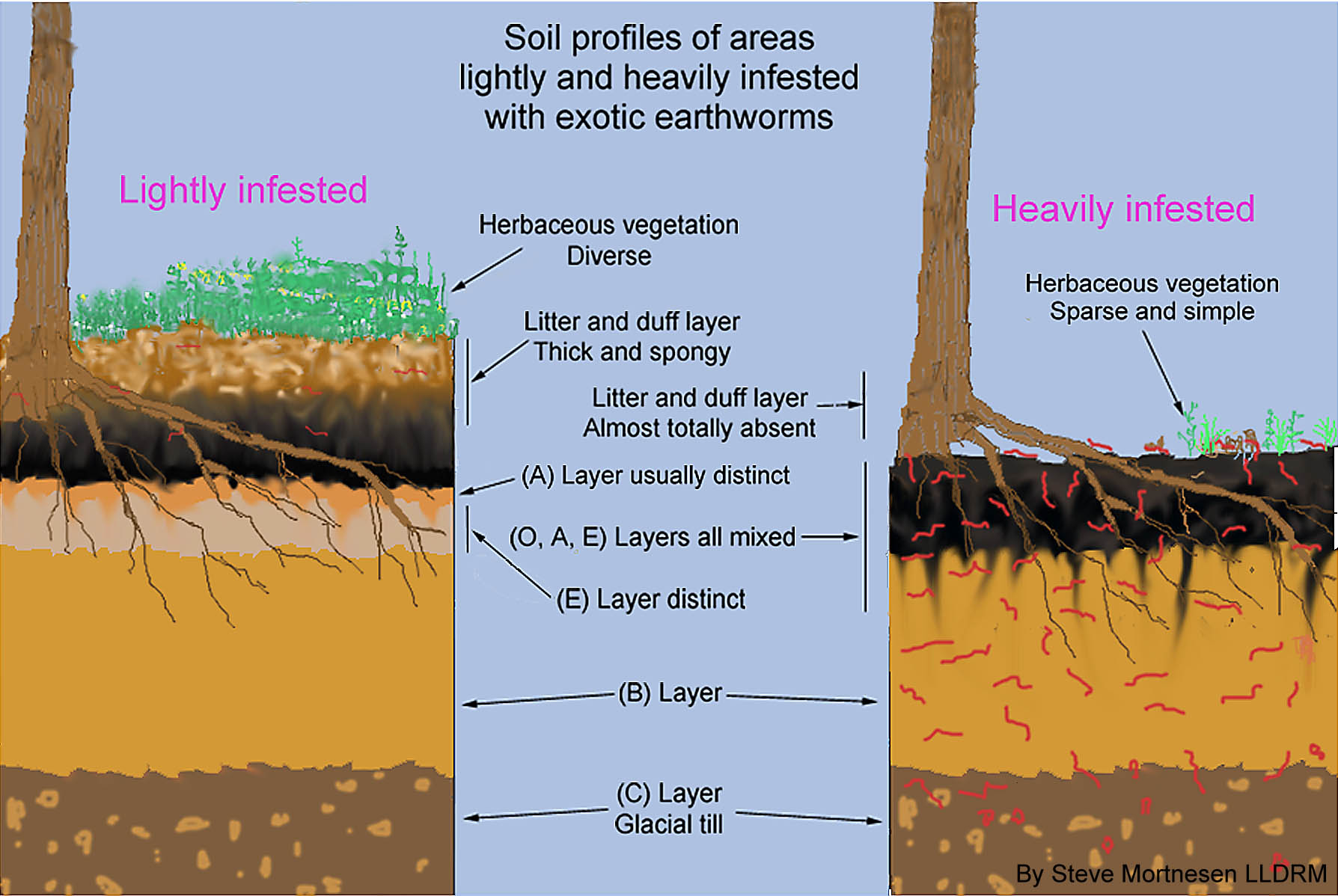 Illustration of soil horizons described in text