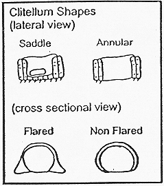 Line art showing clitellum shapes: saddle, annular, flared and non-flared