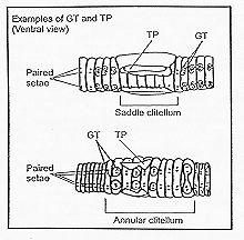 Line drawing showing Genital tumescene (GT) and Tubercula pubertatis (TP)