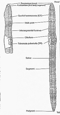 Line art showing entire earthworm external anatomy as described above