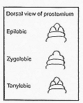 Line art showing dorsal view of prostomium