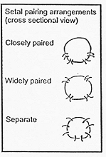Lin art showing cross sectional view of setal pairing arrangements