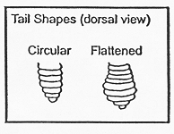 Line art showing circular and flattened tail shapes