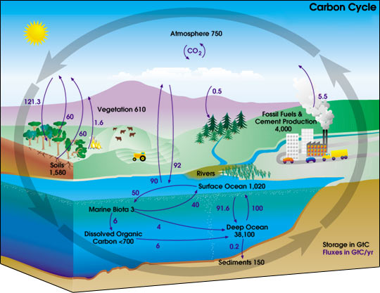 Diagram showing a lake, the sky, forest and mountain with arrows showning that carbon moves in a circular pattern between them
