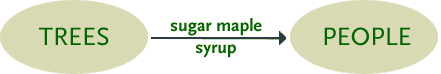 Diagram showing that trees provide maple syrup to people