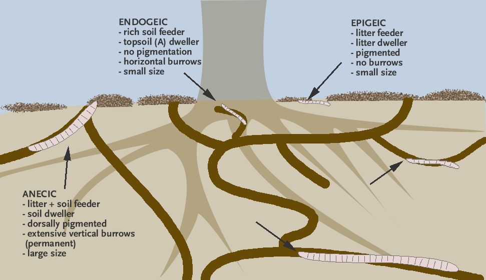 Diagram showing cross section of soil with burrows and trees with Endogeig, epigeic and anecic habitats indicated