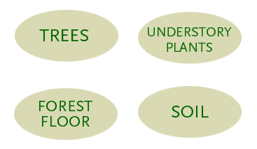 Four brown ovals in grid containing text: Trees, understory plants, forest floor, soil