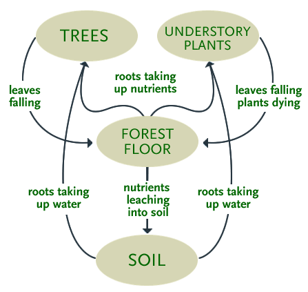 Diagram showing relationships between trees, understory plants, forest floor and soil, as described in text
