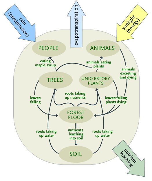 Illustration of ecosystem model as described in text with the additon of rain, evapotranspiration, sunlight and nutrient leaching