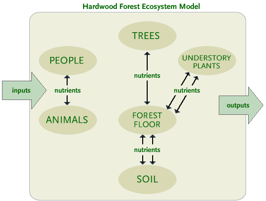 Diagram showing the relationship between people, animals, trees, forest floor, soil, understory plants and nutrient inputs and outputs.