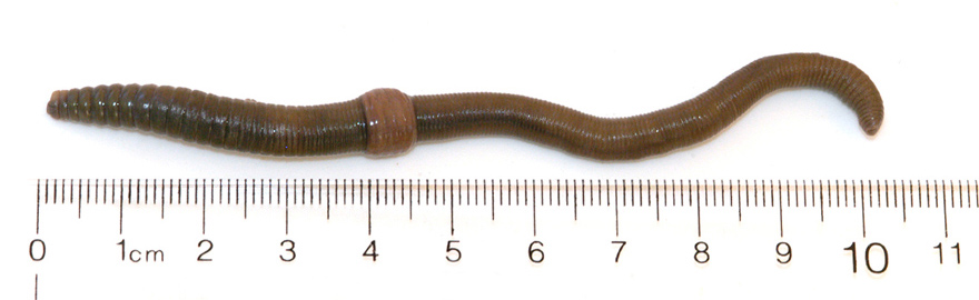 Photo of 10.5 cm earthworm next to ruler
