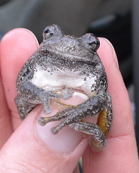 Small frog with white stomach being held in person's hand