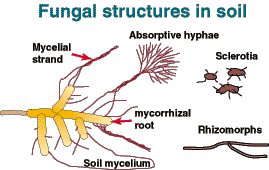 Diagram shoing a mycorrhizal root with mycellial strandis and absorptive hyphae next to soil mycellum, srieortia and rhizomorphs