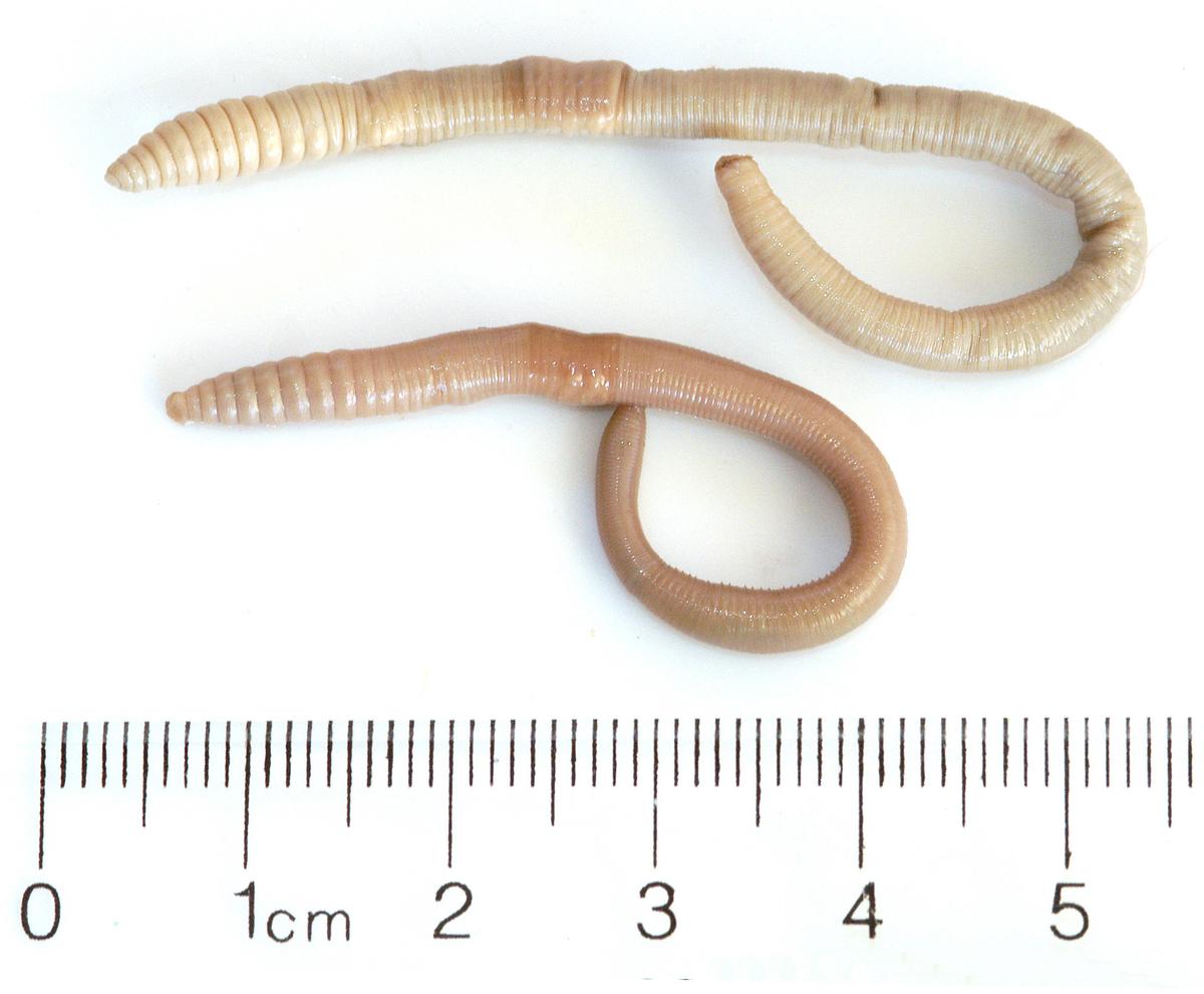 Photo of 4 and 5 cm long worms next to ruler