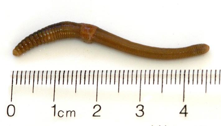 Photo of 4.5 cm long earthworm next to ruler