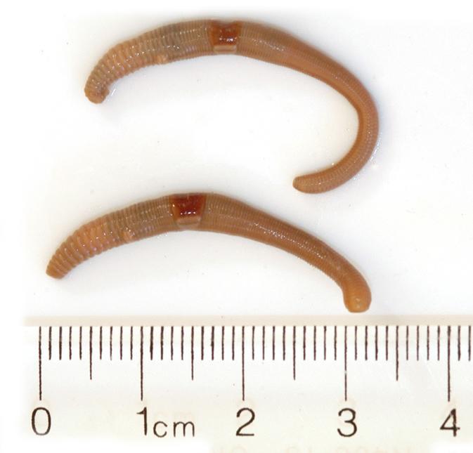 Photo of 2, 3cm long worms next to ruler