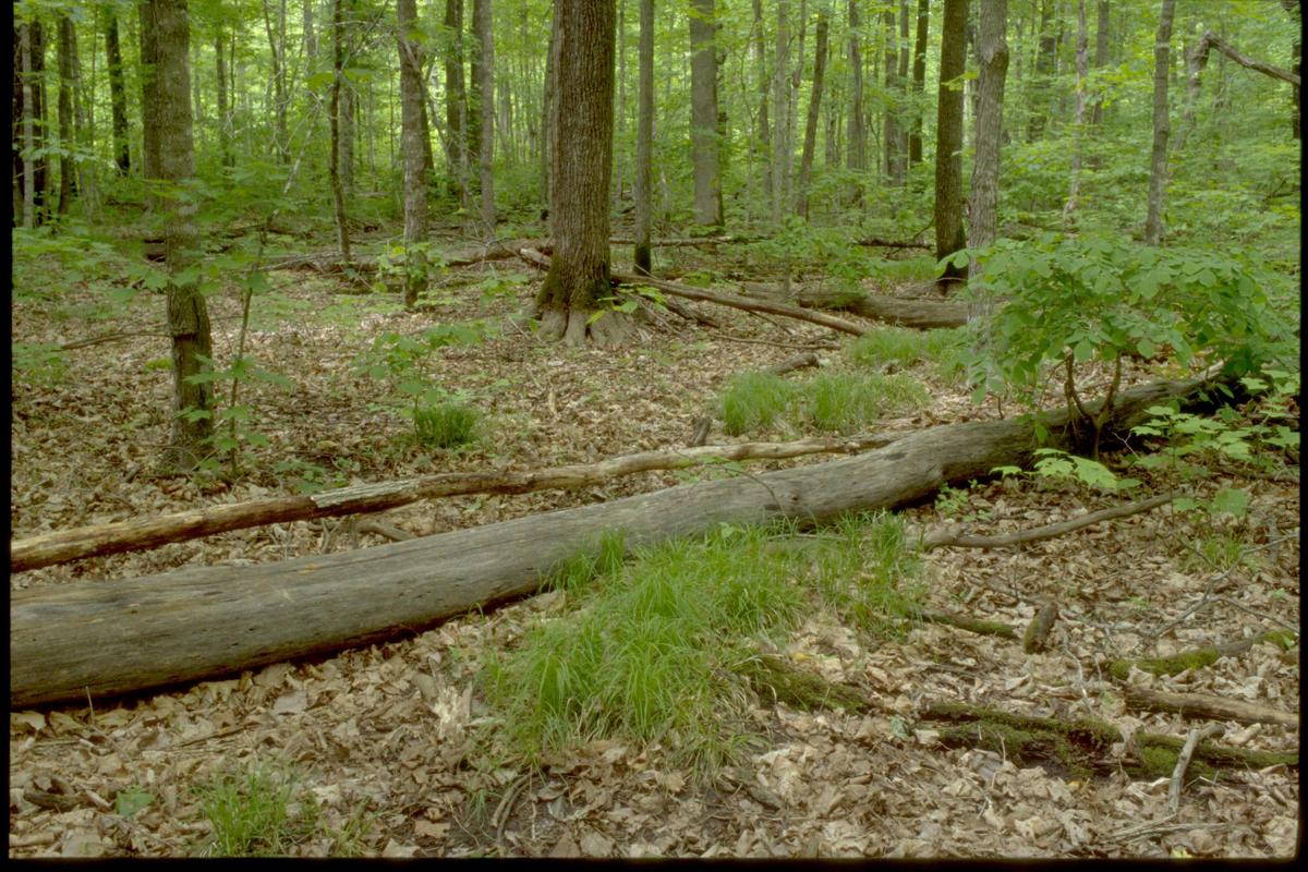 Forest floor mostly covered with brown leaves and few understory plants