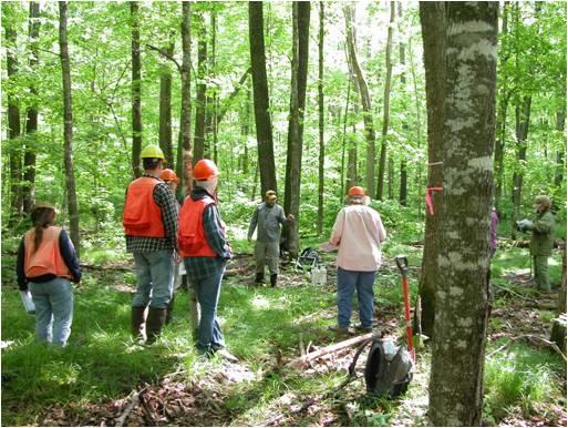 Group of people wearing hard hats standing in deciduous forest