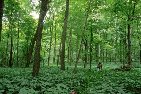 forest of large mature trees with thick green forest floor vegetation