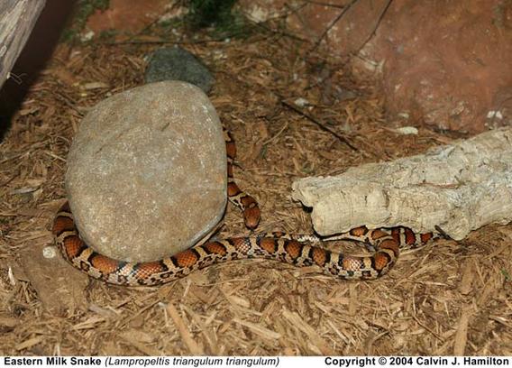 Brown spotted snake coiled around rock