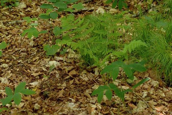 Green forest floor plants with space and dry leaves between them