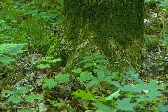Close up of base of a large deciduous tree surrounded by green vegetation