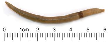 An earthworm lying next to ruler measuring 6 cm in length