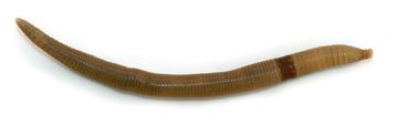 long earthworm on white background