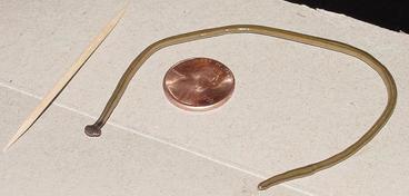 Long skinny worm next to a penny and a toothpick