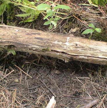 log without bark laying on dry dirt