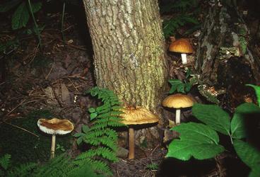 large golden brown-capped mushrooms next to tree trunk