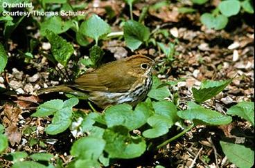 brown bird with white mottled breast sitting among green plants on ground