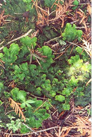 Small curly leaved plant on forest floor