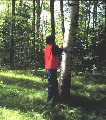 Person looking at tree trunk standing on grassy forest floor