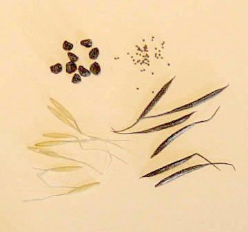 A variety of seeds on white background
